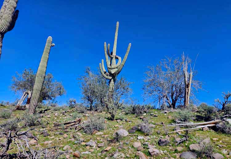 saguaro